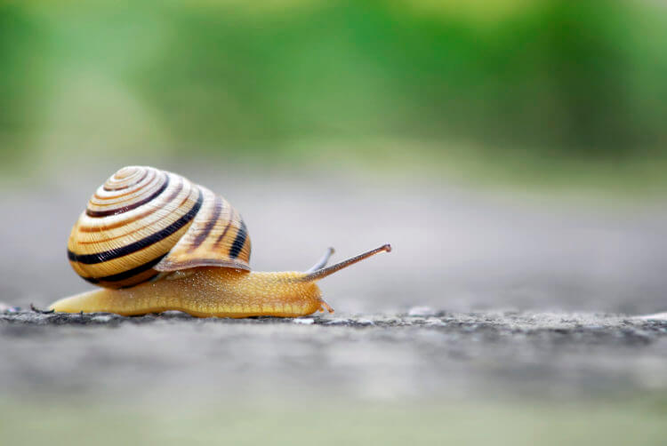 schnecke-750×502
