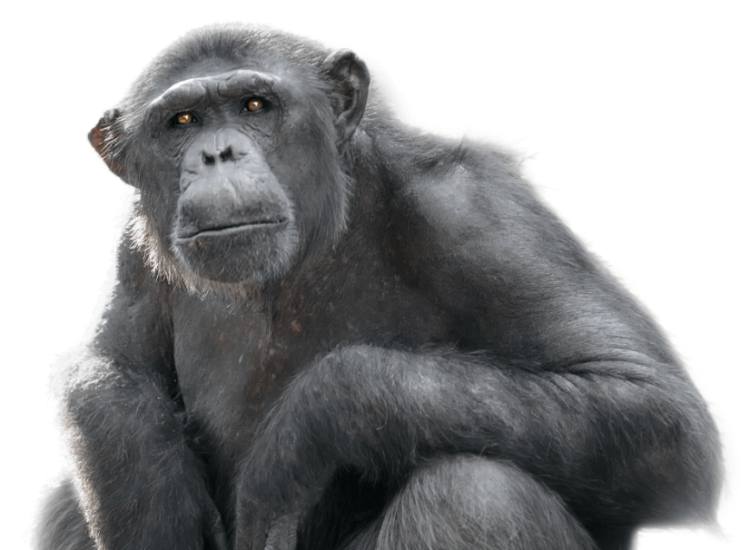 affe-750×550