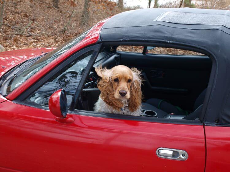 cocker-spaniel-89247-750×563