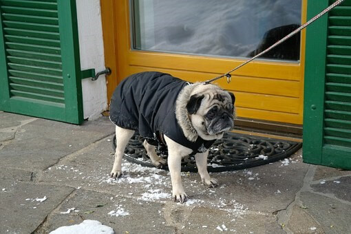 Hund